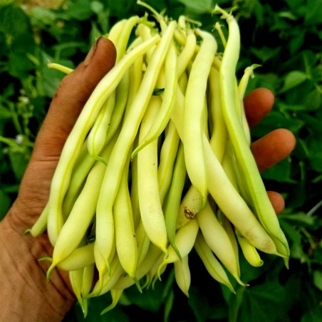 melissa wax beans color meaning