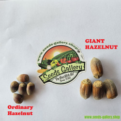 Giant Hazelnut - Seeds...