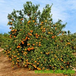 Sweet Mandarin orange Seeds (Citrus reticulata)
