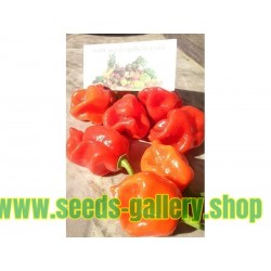 Gambia Habanero Rot Chili Samen Riesige Früchte