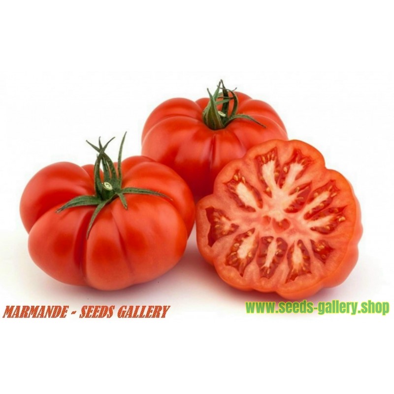 marmande beefsteak tomato seeds fiyat 1 75