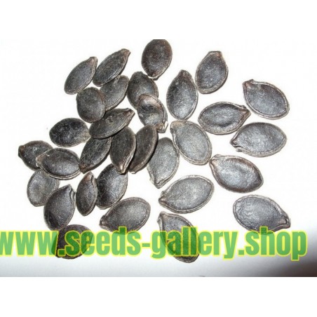 seeds cucurbita ficifolia gourd figleaf chilacayote chila