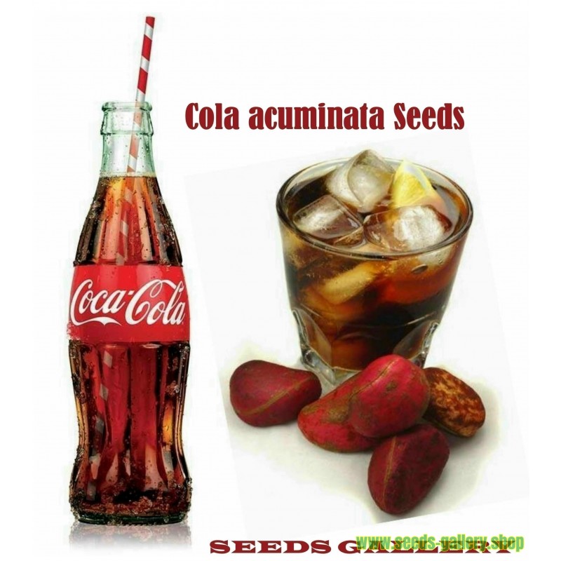 coca cola kola nut seeds cola acuminata السعر 9 50