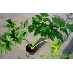 Ashitaba seeds (Tomorrow's Leaf) keiskei) - Price €3.95
