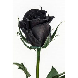 Frön Black Rose Sällsynta