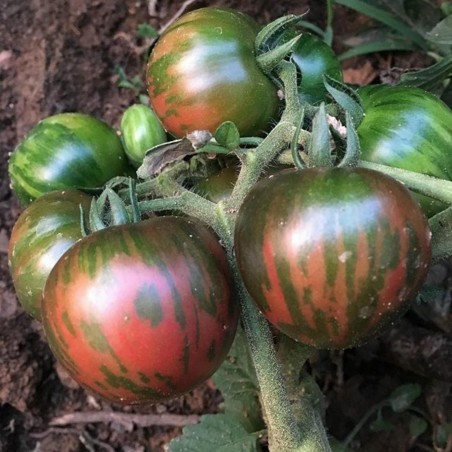 black vernissage tomato seeds
