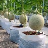 How to grow melons