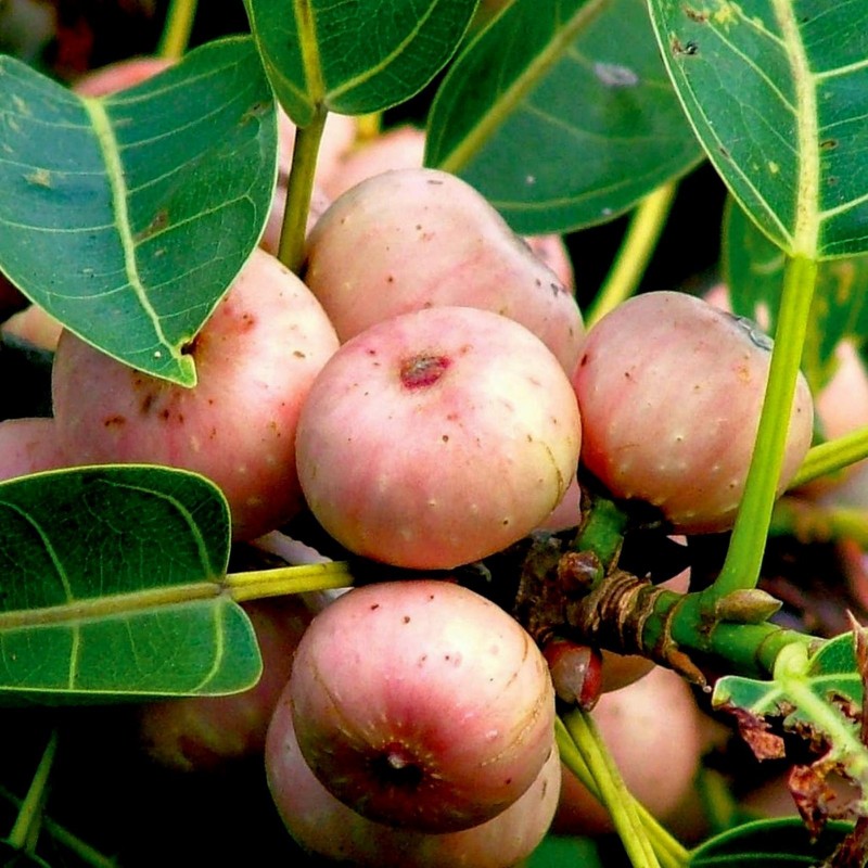 Sacred Fig Seeds (Ficus religiosa) Price €2.45